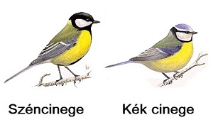 Timi mes�k